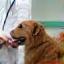 Veterinarian examining a dog