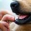Vet cleaning dog's teeth