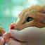 Cat getting vaccinated at the clinic
